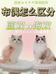 海双猫布偶价高，蓝银渐层独特也昂贵（海双山猫布偶和蓝银渐层哪个贵）