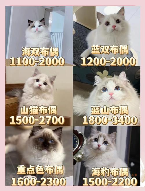 健康繁育,温顺猫咪,安心选择(国内十大顶级布偶猫舍) 健康繁育,温顺猫咪,安心选择(国内十大顶级布偶猫舍)