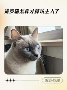 暹罗猫认主爱意行为（暹罗猫怎样才算认主人了）