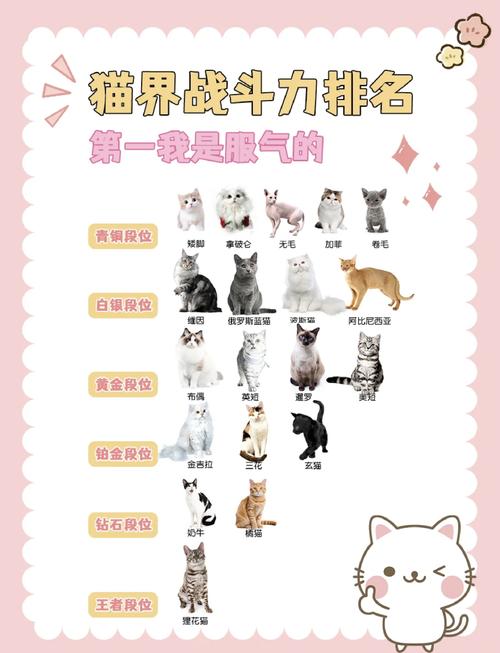 刘二豆会说话,魏官人会跳舞,高颜值治愈!(抖音网红猫排名) 刘二豆会说话,魏官人会跳舞,高颜值治愈!(抖音网红猫排名)