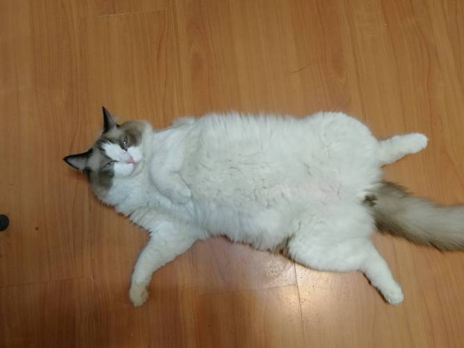 布偶猫发情嚎叫怎么办?(布偶母猫发情怎么办) 布偶猫发情嚎叫怎么办?(布偶母猫发情怎么办)
