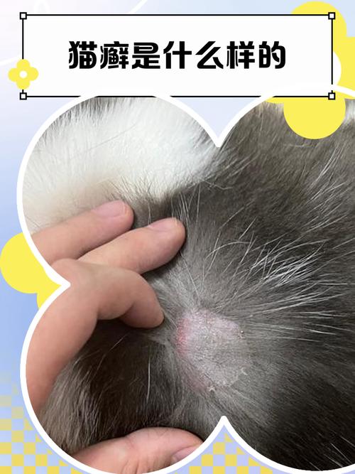 脱毛红痒要当心,及时就医防传染(猫癣是什么样的图片) 脱毛红痒要当心,及时就医防传染(猫癣是什么样的图片)