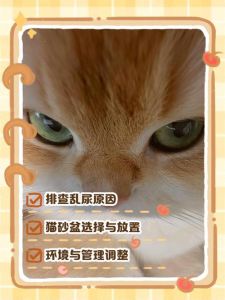 布偶猫乱尿？检查健康加关爱！（布偶猫乱尿是什么原因）