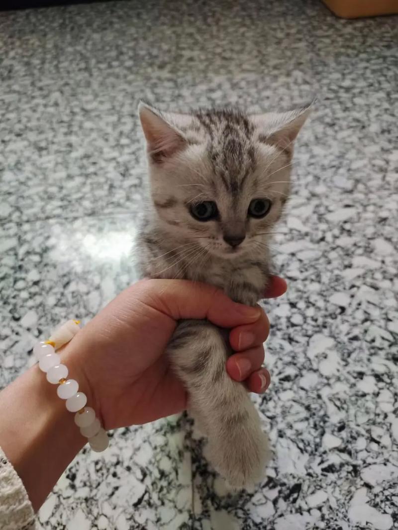 串串猫好看又健康,选对猫粮更长寿!(好看的串串猫咪) 串串猫好看又健康,选对猫粮更长寿!(好看的串串猫咪)