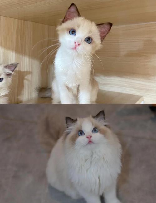 布偶猫眉骨稀疏？可能是天生，注意皮肤病（布偶猫眉骨那的毛有点少）