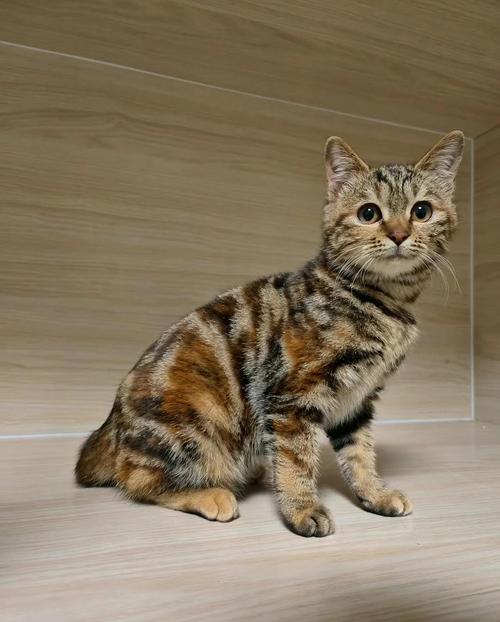 吉祥玳瑁猫,招财守护好伙伴!(玳瑁猫是招财还是辟邪) 吉祥玳瑁猫,招财守护好伙伴!(玳瑁猫是招财还是辟邪)