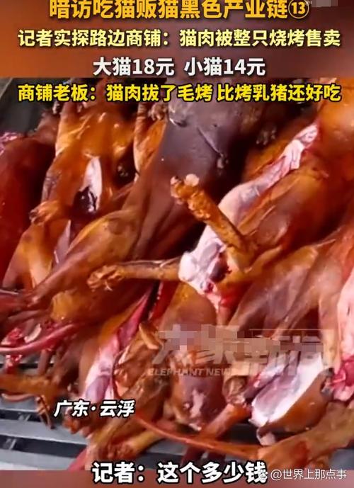猫肉有营养但争议大,吃与不吃看个人观点(猫肉吃了有什么好处) 猫肉有营养但争议大,吃与不吃看个人观点(猫肉吃了有什么好处)