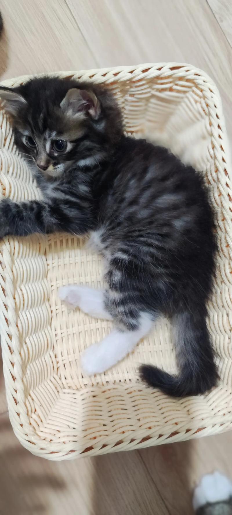 大猫优雅粘人,蓝眼软毛是布偶,串串也好看(串串布偶猫图片) 大猫优雅粘人,蓝眼软毛是布偶,串串也好看(串串布偶猫图片)