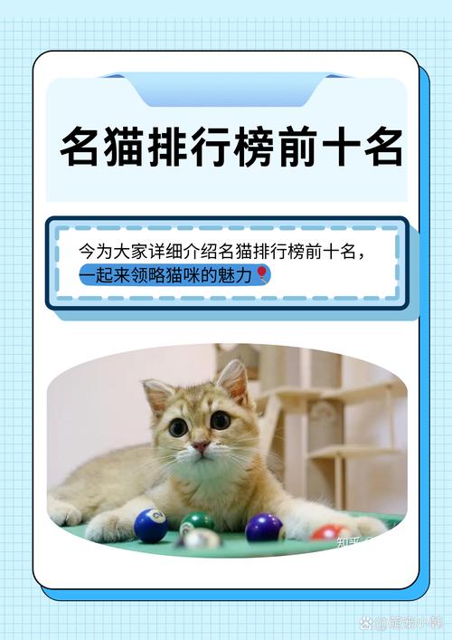猫咪名媛排行及顶级猫粮品牌推荐(猫先生十大顶级名媛排名) 猫咪名媛排行及顶级猫粮品牌推荐(猫先生十大顶级名媛排名)