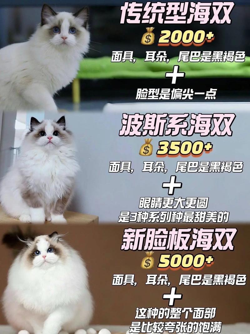 3个月布偶猫价格差异大，赛级近6万（3个月布偶猫多少钱一只）