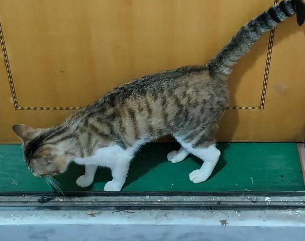 外来野猫抢地盘,家猫受影响?(外来的野猫会赶走家里的猫吗) 外来野猫抢地盘,家猫受影响?(外来的野猫会赶走家里的猫吗)