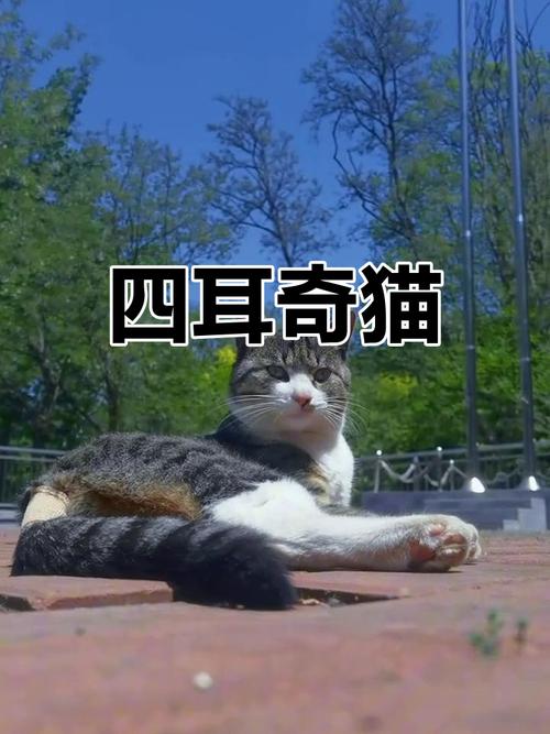 四川特有双耳猫,捕鼠能手忠诚伴(简州猫图片) 四川特有双耳猫,捕鼠能手忠诚伴(简州猫图片)