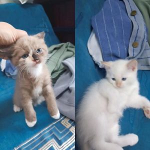 分辨纯种布偶猫与串串猫（怎么看猫是不是串串）