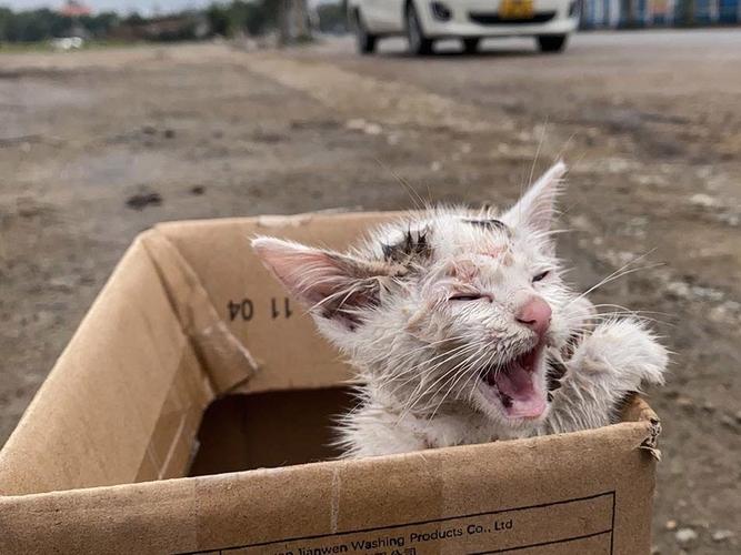 猫咪被弃后等多久?性格环境情有独钟(猫咪会在被遗弃的地方呆多久) 猫咪被弃后等多久?性格环境情有独钟(猫咪会在被遗弃的地方呆多久)