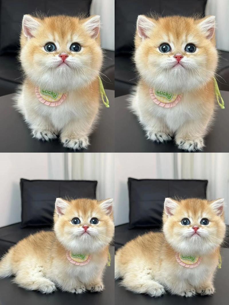 新手养猫选温顺粘人易打理品种(什么猫安静温黏人好养) 新手养猫选温顺粘人易打理品种(什么猫安静温黏人好养)