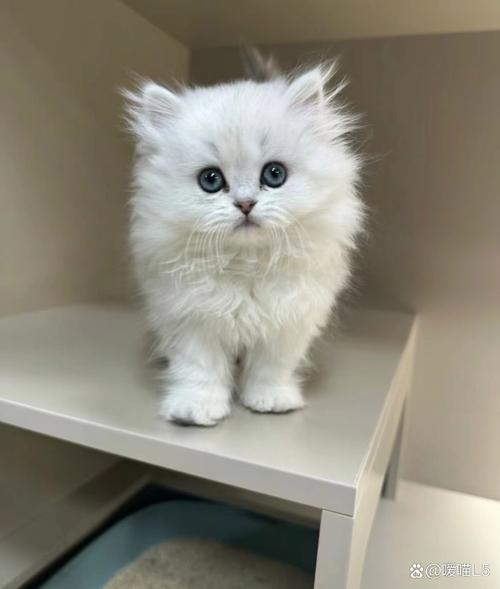 短腿长毛萌猫,养护需用心(白色金吉拉猫图片) 短腿长毛萌猫,养护需用心(白色金吉拉猫图片)