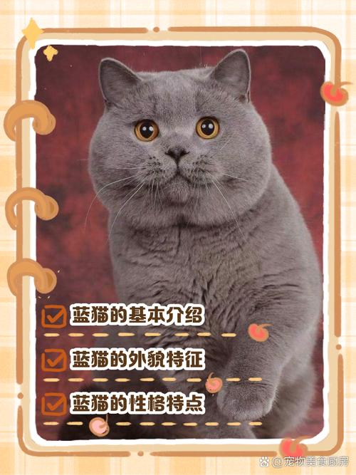 曾贵仍受欢迎的优雅伴侣(法国蓝猫算贵族猫吗) 曾贵仍受欢迎的优雅伴侣(法国蓝猫算贵族猫吗)