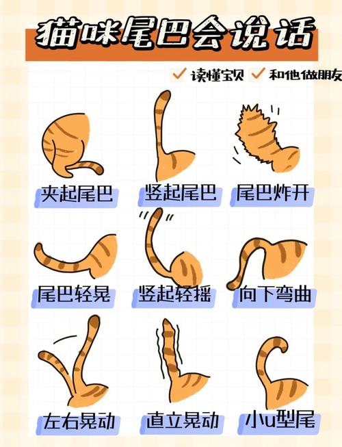 平衡情绪与社交小助手(小猫的尾巴有什么作用) 平衡情绪与社交小助手(小猫的尾巴有什么作用)