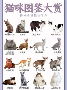 纯白高颜值，亲人易养活（养白猫好不好）