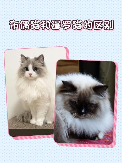 布偶与暹罗的优点结合(歇罗猫和布偶猫串图片) 布偶与暹罗的优点结合(歇罗猫和布偶猫串图片)