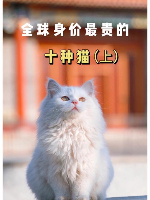 彼得巴尔德精灵萨凡纳等(40种名贵猫图片) 彼得巴尔德精灵萨凡纳等(40种名贵猫图片)