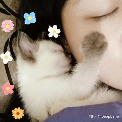 温顺亲人布偶串串猫,聪明健康好伙伴!(猫串串智商为什么低) 温顺亲人布偶串串猫,聪明健康好伙伴!(猫串串智商为什么低)