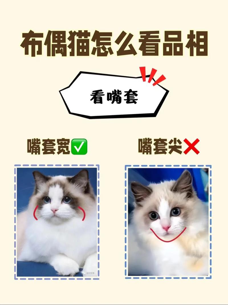 高颜值好性格的布偶猫品相要点(品相好的布偶猫图片) 高颜值好性格的布偶猫品相要点(品相好的布偶猫图片)