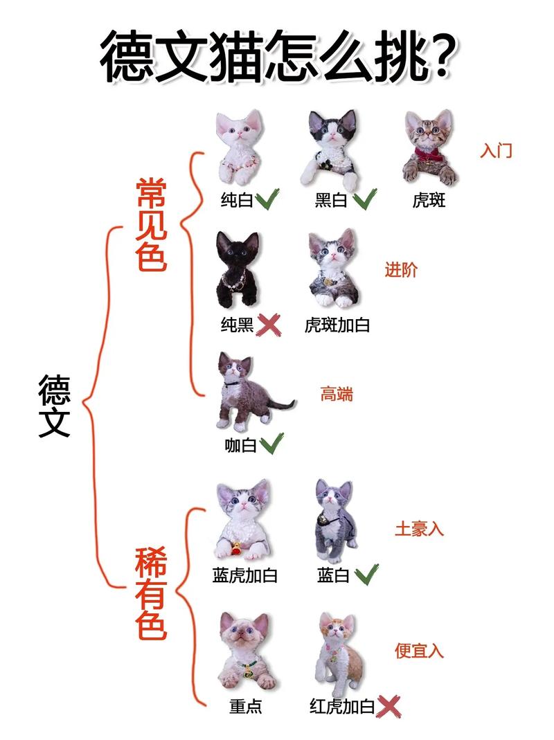外貌性格大不同(无毛猫和德文卷毛猫有什么区别) 外貌性格大不同(无毛猫和德文卷毛猫有什么区别)