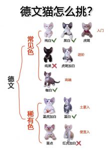 外貌性格大不同（无毛猫和德文卷毛猫有什么区别）