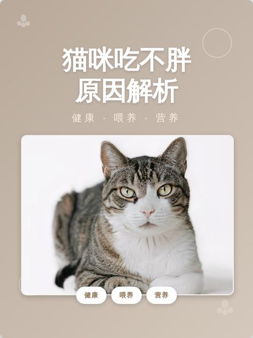 猫咪不长胖原因多，基因寄生虫运动量大（猫咪不长胖是什么原因）