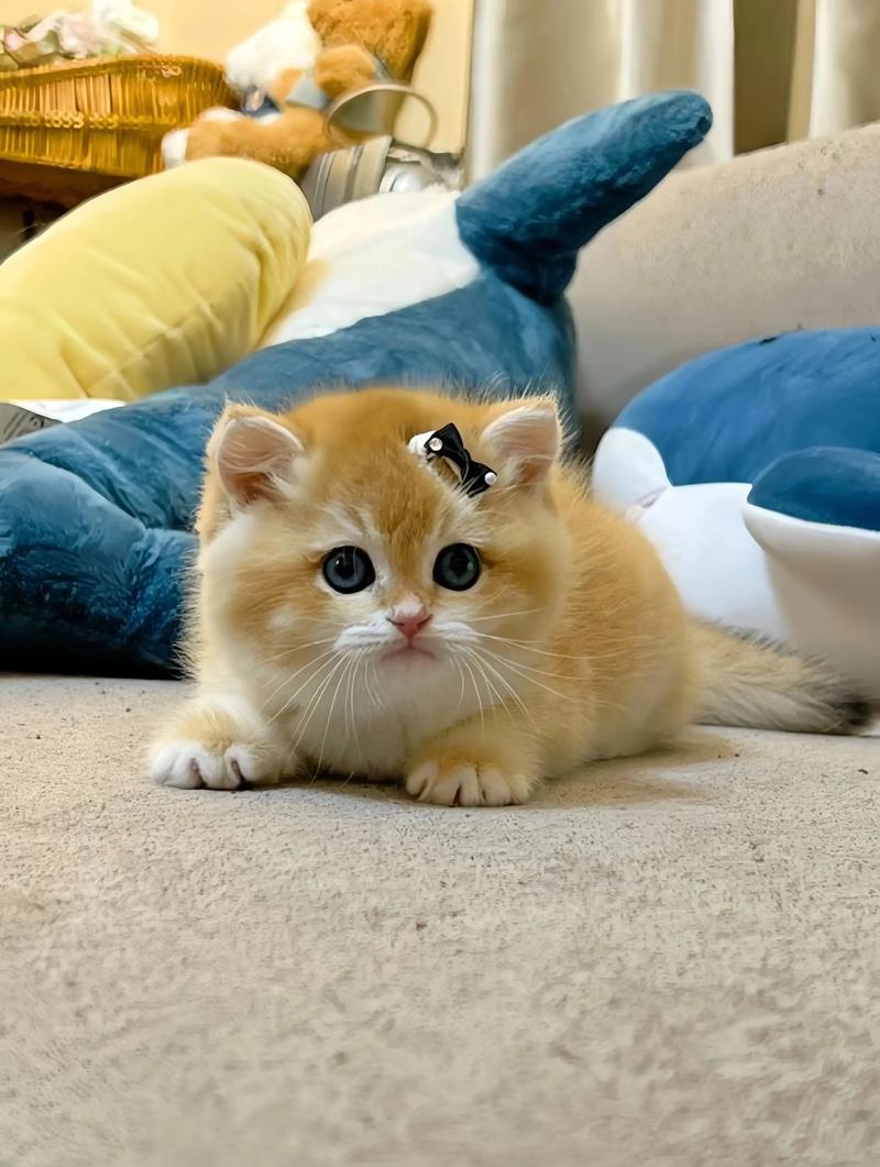 养猫要用心,性格培养靠陪伴(哪个品种的猫温顺粘人好养) 养猫要用心,性格培养靠陪伴(哪个品种的猫温顺粘人好养)