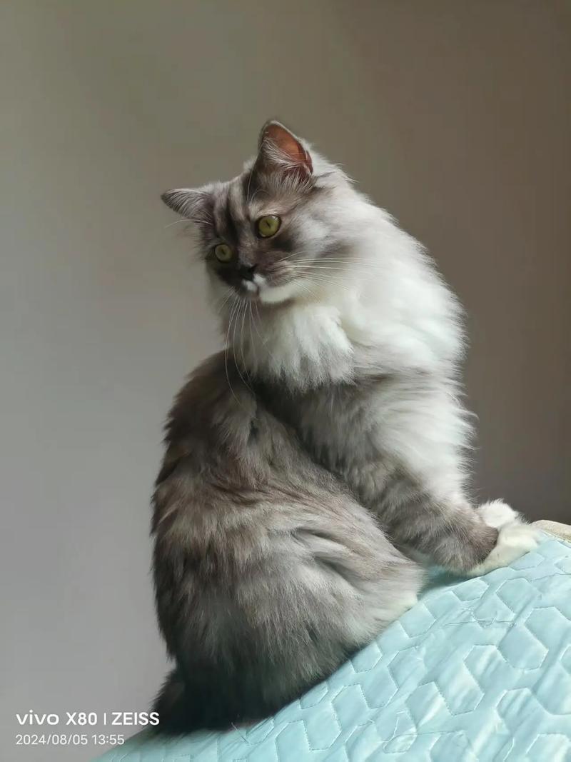 串串猫体质强抗病,性格活泼,选猫看健康!(品种猫的串串猫体质会好还是更差) 串串猫体质强抗病,性格活泼,选猫看健康!(品种猫的串串猫体质会好还是更差)