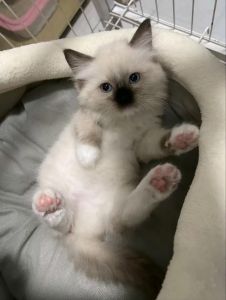 布偶猫非纯黑，特殊花纹是基因定，需梳毛护健康（英短有没有纯黑的布偶猫）