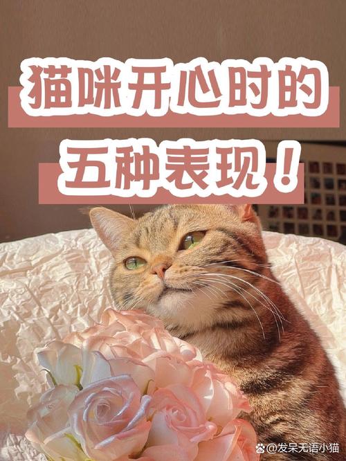 猫咪开心时的表现(你家猫开心时有啥表现) 猫咪开心时的表现(你家猫开心时有啥表现)