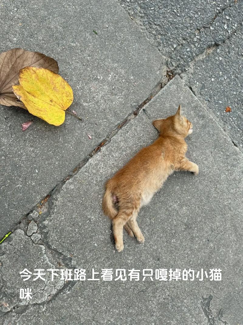 恐惧与安全感解析(孕期梦到野猫进家被赶走) 恐惧与安全感解析(孕期梦到野猫进家被赶走)