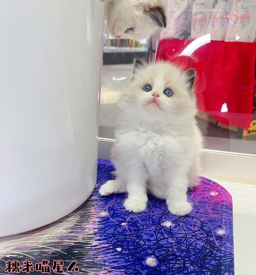 布偶猫肠胃弱?试试无菌奶乳鼠,喂养简单,猫咪健康快乐!(两只几个月大的布偶猫) 布偶猫肠胃弱?试试无菌奶乳鼠,喂养简单,猫咪健康快乐!(两只几个月大的布偶猫)