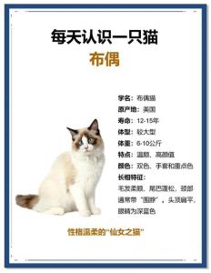 辅酶Q10与综合养护（宠物布偶猫建议吃辅酶吗）