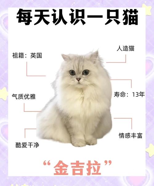 金渐层配金吉拉,科学繁育健康美猫(母猫金渐层和公猫金吉拉配种) 金渐层配金吉拉,科学繁育健康美猫(母猫金渐层和公猫金吉拉配种)