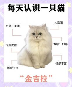 金渐层配金吉拉，科学繁育健康美猫（母猫金渐层和公猫金吉拉配种）