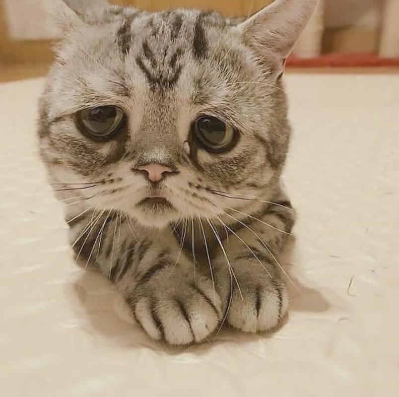 新猫到家,老猫不安?耐心引导助它们成为朋友(来了新猫老猫抑郁了) 新猫到家,老猫不安?耐心引导助它们成为朋友(来了新猫老猫抑郁了)