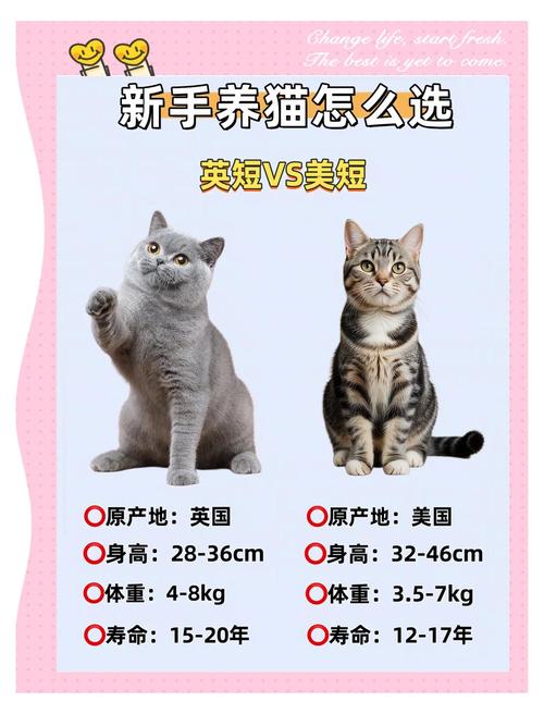 英短好养互动,美短省心活泼(初次养猫适合英短还是美短合适) 英短好养互动,美短省心活泼(初次养猫适合英短还是美短合适)