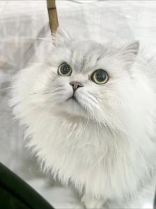 外貌性格大不同（波斯猫脸版金吉拉长什么样）