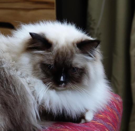 人类爱宠,猫界审美难懂(布偶在猫眼中真的很丑嘛) 人类爱宠,猫界审美难懂(布偶在猫眼中真的很丑嘛)
