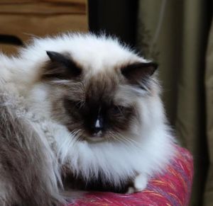 人类爱宠，猫界审美难懂（布偶在猫眼中真的很丑嘛）
