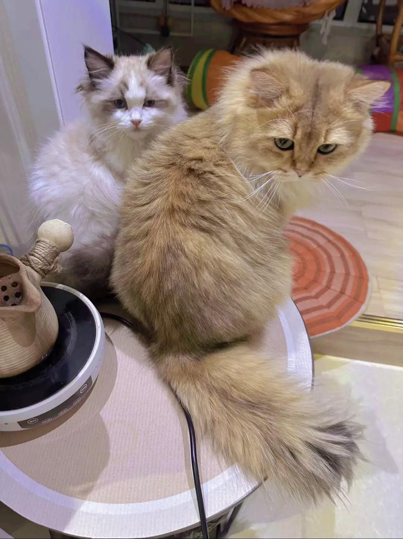可爱但需谨慎繁育(橘猫和布偶混血照片) 可爱但需谨慎繁育(橘猫和布偶混血照片)