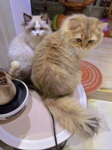 可爱但需谨慎繁育（橘猫和布偶混血照片）