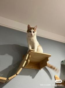 白橘猫粘人爱破坏，适合忙碌主人吗？（白橘猫为什么不建议养）