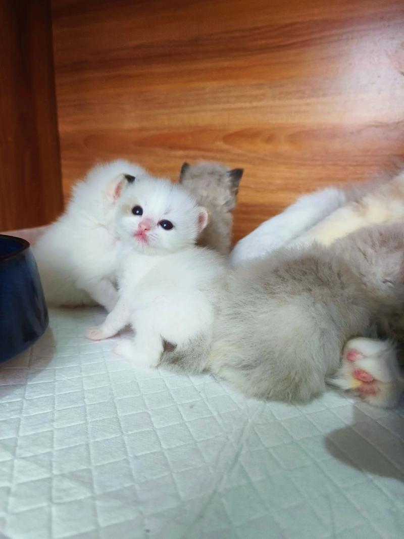 温顺友善,独特美观的宠物猫(布偶和三花配出来的猫) 温顺友善,独特美观的宠物猫(布偶和三花配出来的猫)
