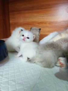 温顺友善，独特美观的宠物猫（布偶和三花配出来的猫）