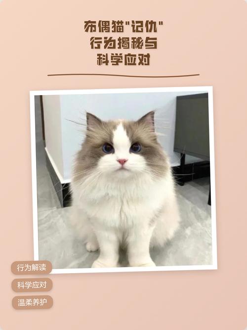 别打猫,布偶猫会受伤变糟,要爱它(打了布偶猫会记仇吗) 别打猫,布偶猫会受伤变糟,要爱它(打了布偶猫会记仇吗)